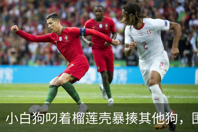 小白狗叼着榴莲壳暴揍其他狗，围观的狗都看懵了……不是说好的人与动物的区别，就是人会使用工具吗？
